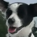 benlfu