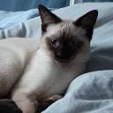 yoyot_gato.