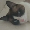 themydoe