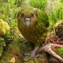 avatar JOLLYAHHPALEOAFAN🎄