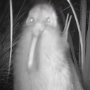 avatar GOOFYAHHPALEOFAN