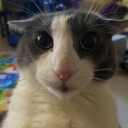 Discord Avatar