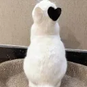 Аватар belugaitsagreatofbaiden