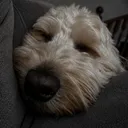 olliebopsgames46