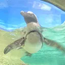 vladakalad
