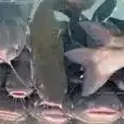 sircatfishthe3rd