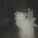 panicked_feline#0