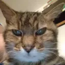 zhawntiger