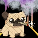 thefrenchpugyt