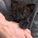 avatar imstillmkssingu