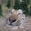 coldibelli avatar