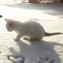 mihai_021