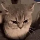 my_cats_phone