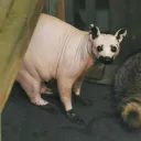 cetecat