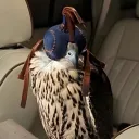 o_n7