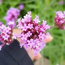 samuel0213ch_fanderoxi avatar