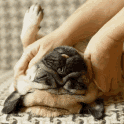 lovefrompuggles