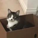 catboxchat avatar
