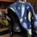 scottiedog8762