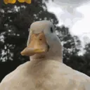 floppyscool