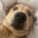 hahagish
