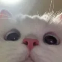 diegofluffywolf