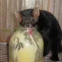 fyodor1453