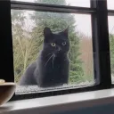 poebergine