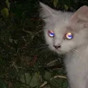 nico_5124