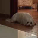 bociano