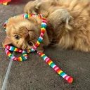 .happykitty_ avatar