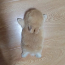 avatar haszmann lilla