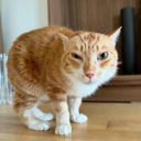 avatar СЕНЬОР ПУКИ КОТ