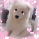 avatar Luans pup