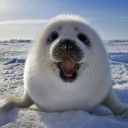 avatar 🌈 Kaamyuii