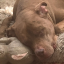 mantisboxer1973's Avatar