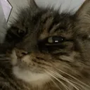 tobydouglas