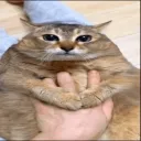 tapezi
