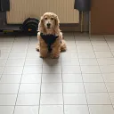 bleuyes44