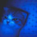 crack4956 avatar
