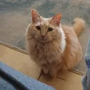 tanae_1212
