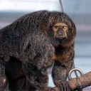 beafymonkey