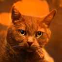 Kittier
