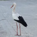 zaczero