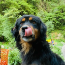 avatar ʜᴇɴɴᴇꜱꜱʏ