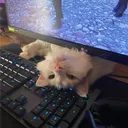 soueudog