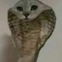 pajugarroblox. avatar