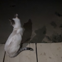 avatar ᵗᵃⁱⁱᶻ