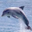 thedotfins