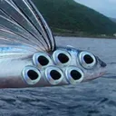 different_flyingfish024